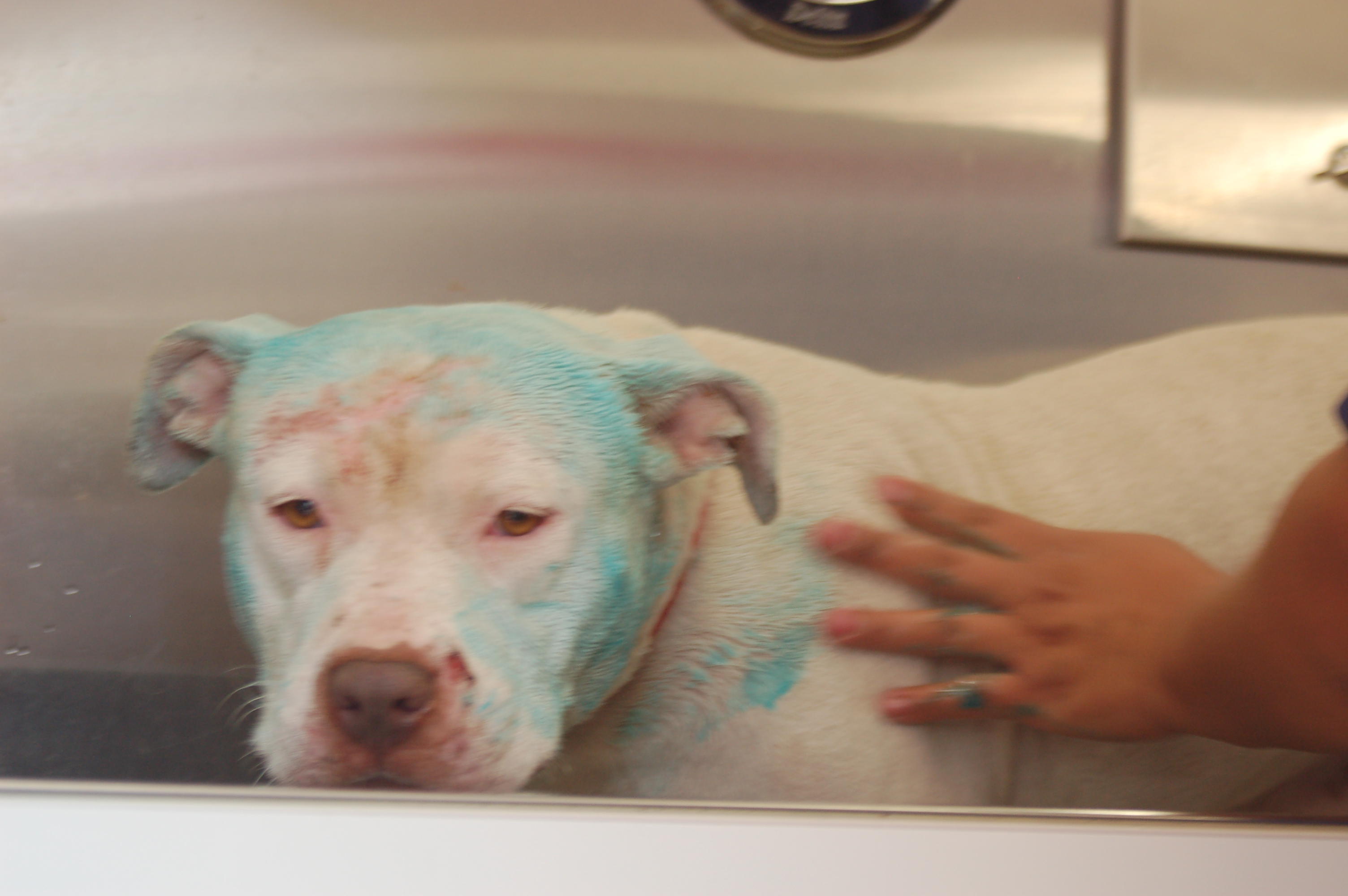 A white dog is pampered at a Grooming Station.