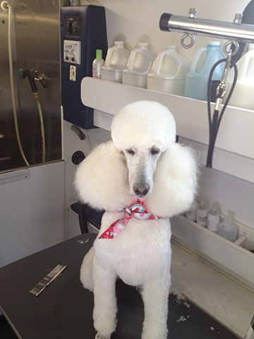 A white poodle sits in the Grooming van.