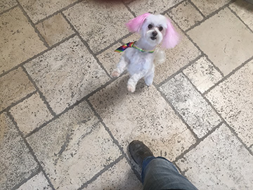 A small white dog with pink ears sits on the floor.