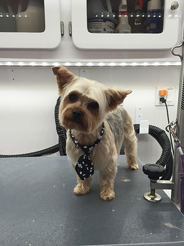Yorkshire Terrier sits on a Grooming table.