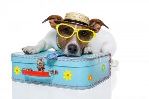 Dog wearing sunglasses, lying on a suitcase.
