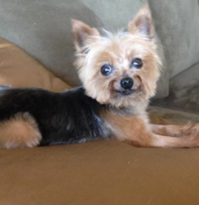 Lila, a 2 Lb Yorkshire Terrier rescue dog.
