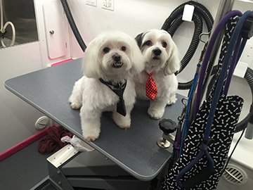 Two small white dogs sit on a Grooming table.