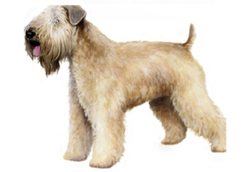 26-40lb Dog with soft coat.