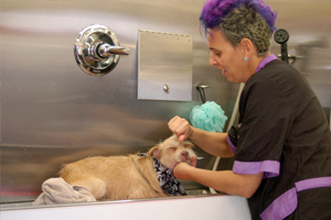 A dog being pampered at Go Hollywood Mobile Groom.