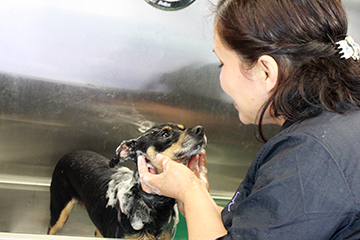 Groomer smiling at a dog while washing him at a grooming station.