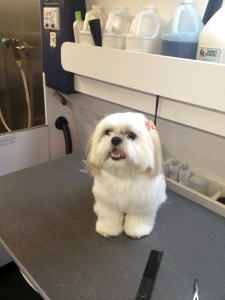 Happy dog at a grooming station.