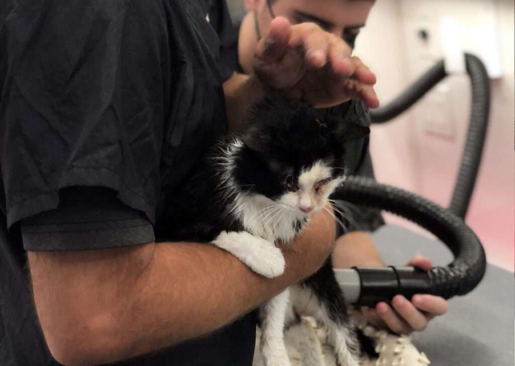 A Groomer cuddles a black and white cat.