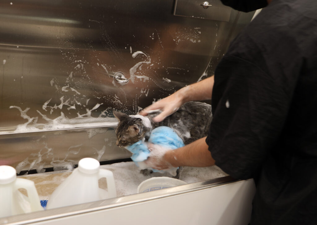 A Groomer washes a grey cat.