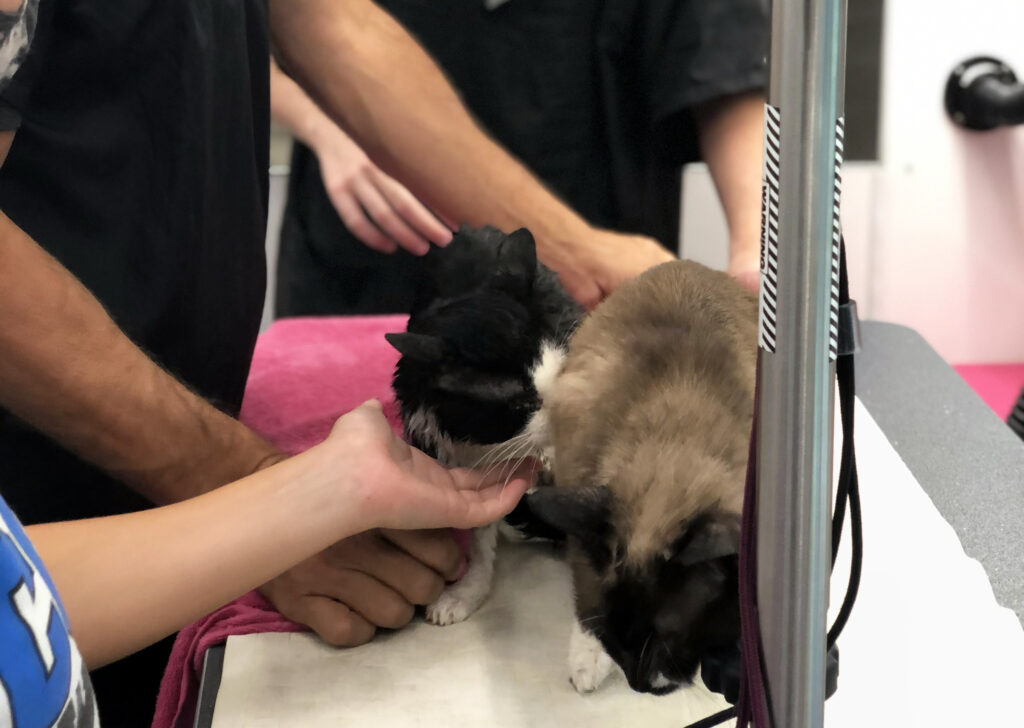 Two small cats sit on a Grooming station.