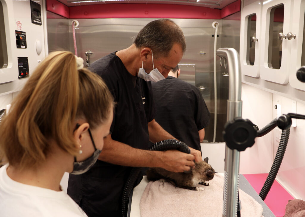 A Groomer grooms a small grey cat.