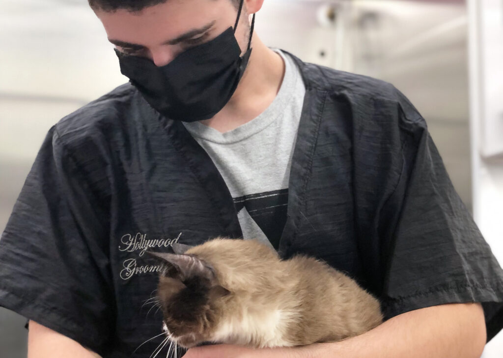 A Groomer holds a small cat in his arms.