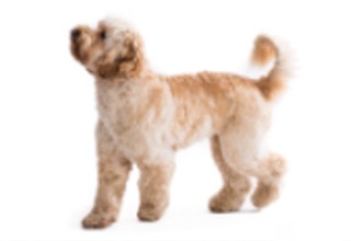 Doodle Breeds breed example, 1–20 lb