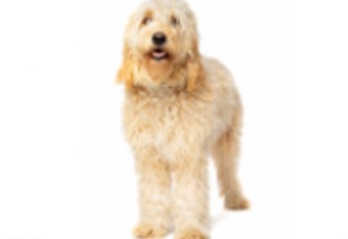 Doodle Breeds breed example, 21–40 lb
