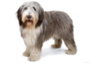 Doodle Breeds breed example, 41–60 lb