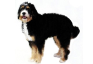 Doodle Breeds breed example, 61–80 lb
