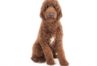 Doodle Breeds breed example, 81–100 lb