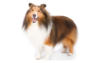 Double Coat Breeds breed example, 1–20 lb