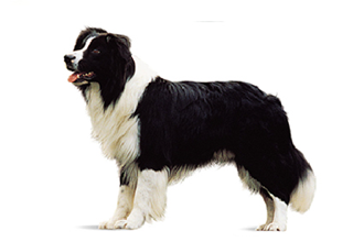 Double Coat Breeds breed example, 21–40 lb