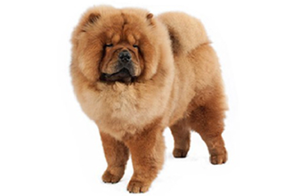 Double Coat Breeds breed example, 41–60 lb
