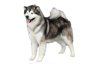 Double Coat Breeds breed example, 61–80 lb