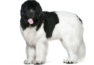 Double Coat Breeds breed example, 81–100 lb