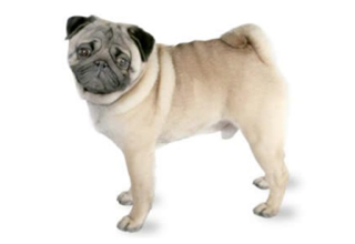 Short Coat Breeds breed example, 1–20 lb