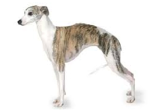 Short Coat Breeds breed example, 21–40 lb