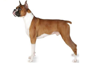 Short Coat Breeds breed example, 41–60 lb