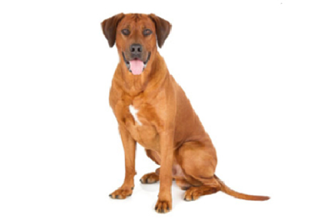 Short Coat Breeds breed example, 61–80 lb
