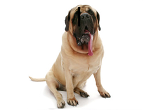 Short Coat Breeds breed example, 81–100 lb