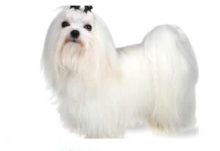 Soft Coat Breeds breed example, 1–20 lb