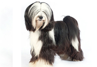 Soft Coat Breeds breed example, 21–40 lb