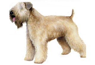 Soft Coat Breeds breed example, 41–60 lb