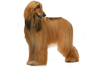 Soft Coat Breeds breed example, 61–80 lb