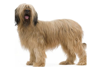 Soft Coat Breeds breed example, 81–100 lb