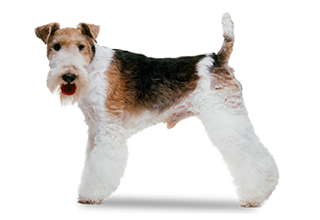 Wire Coat Breeds breed example, 1–20 lb