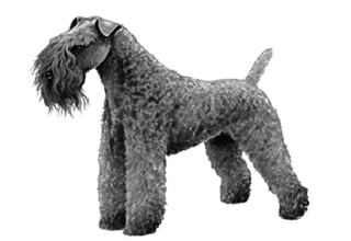 Wire Coat Breeds breed example, 21–40 lb
