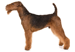 Wire Coat Breeds breed example, 41–60 lb