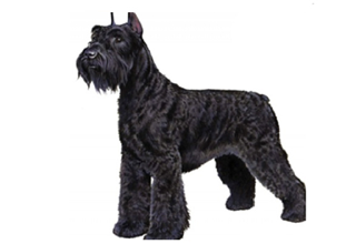 Wire Coat Breeds breed example, 61–80 lb
