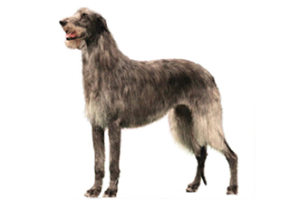 Wire Coat Breeds breed example, 81–100 lb