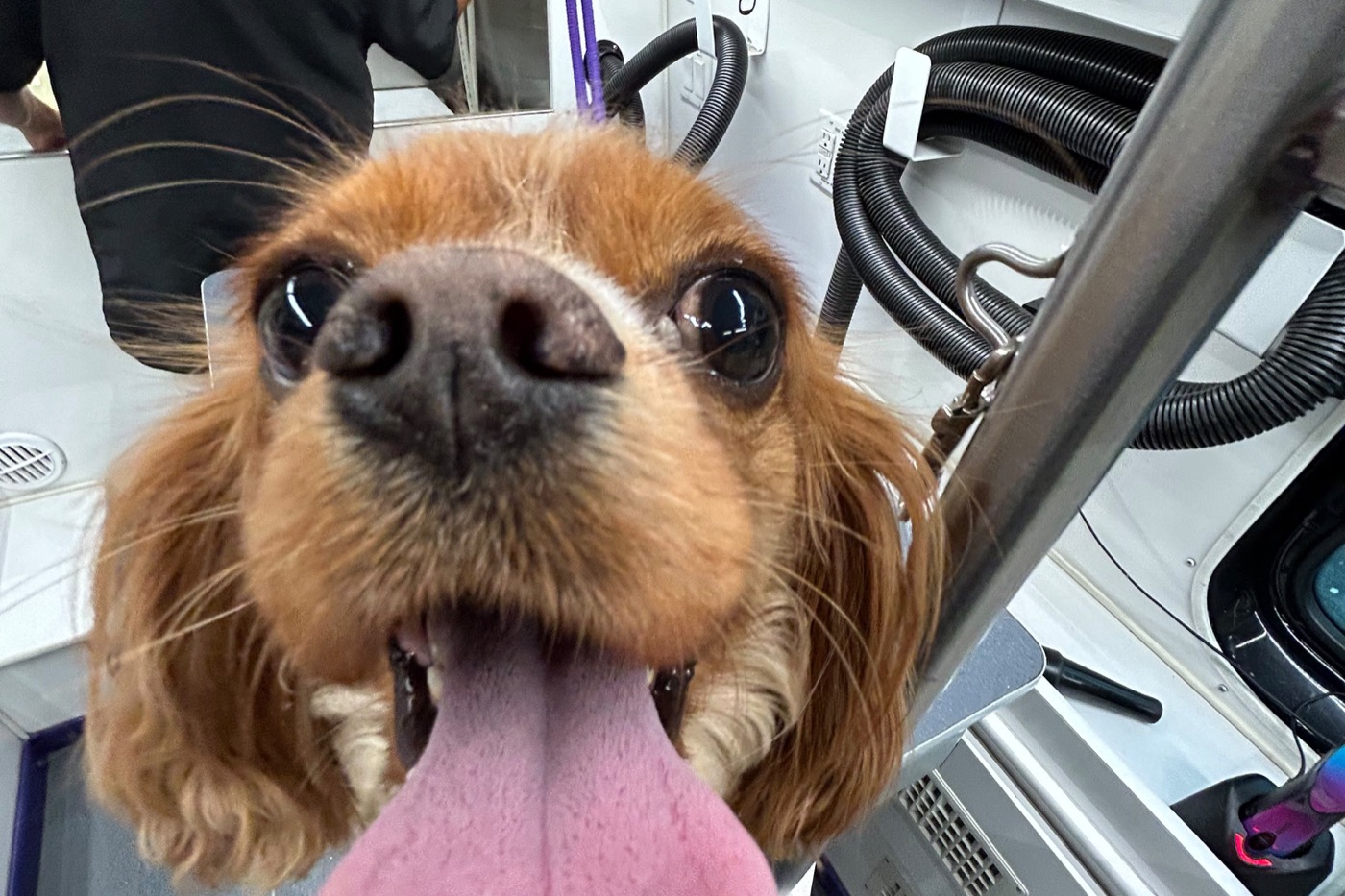Sponsoring Race For The Rescues, Eight Years Running