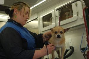 Animal Groomer Katlin grooms a small tan dog at a Grooming Station.