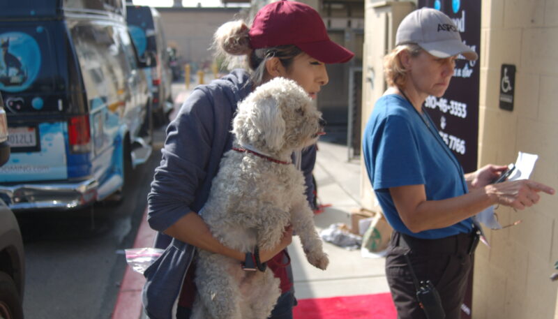 Hollywood Grooming working with animal rescue and advocacy organizations.