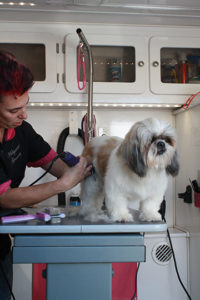 Yael grooms a fluffy white dog at a Grooming Station.