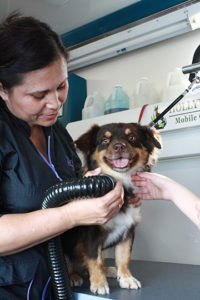 Animal Groomer Mary grooms a small, happy dog at a Grooming Station.