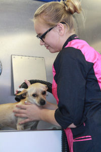 Animal Groomer Ocheana washes a small dog at a Grooming Station.