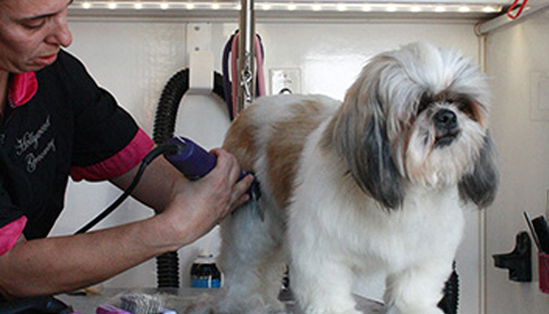 Happy Dog sits on a grooming table.