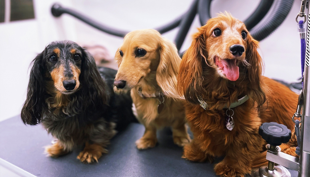 Three Dachshund dogs in the Grooming Station.