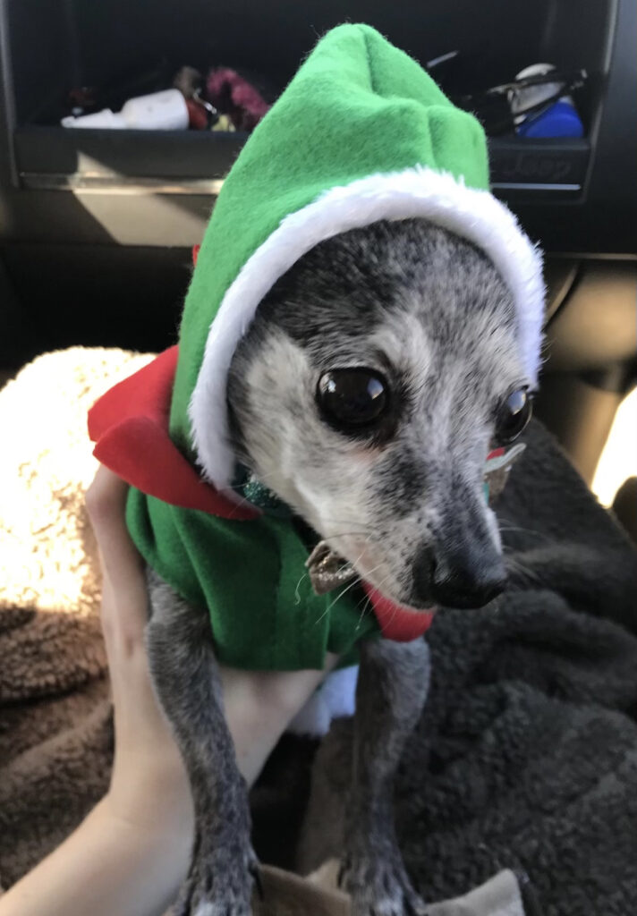 Cute dog with Christmas hat.